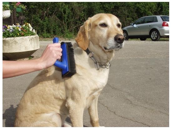 ?Gumowa szczotka ręczna X